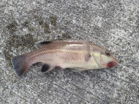 微妙なサイズのコブダイ